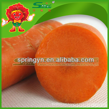 Exportador profesional de verduras frescas, zanahorias de transporte a baja temperatura